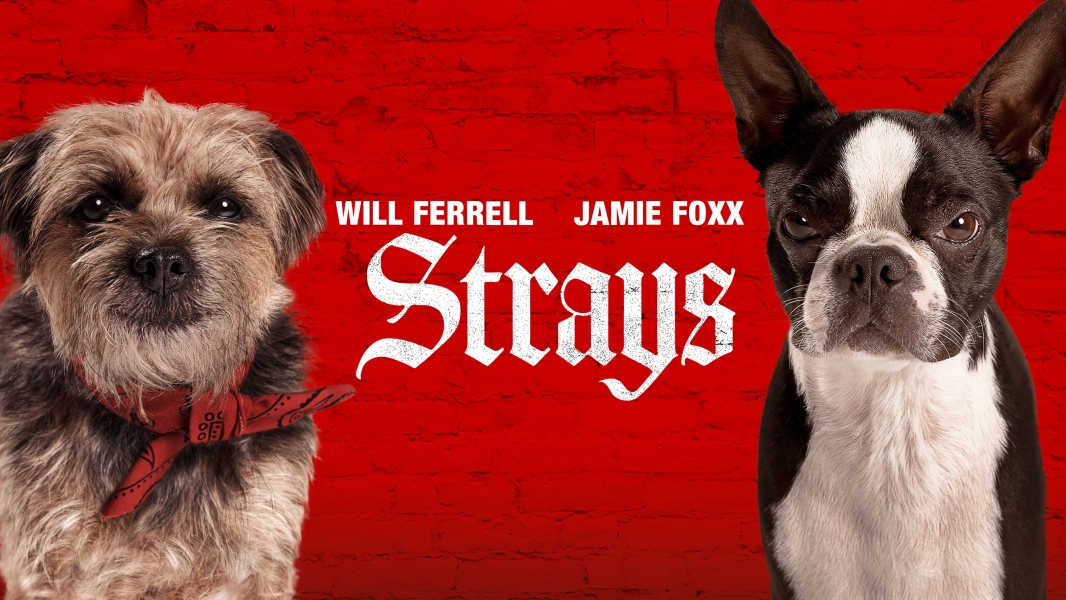 Strays